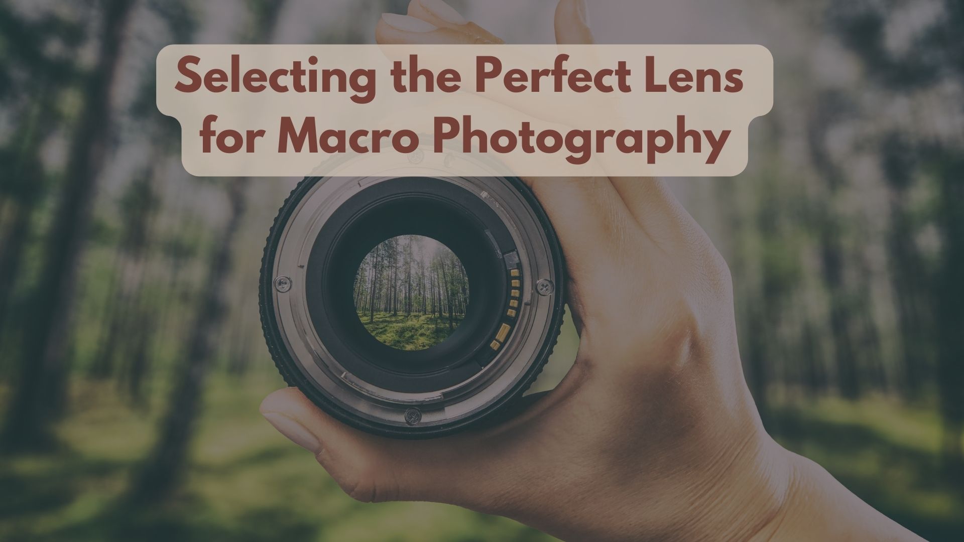 A Guide to Selecting the Perfect Lens for Macro Photography